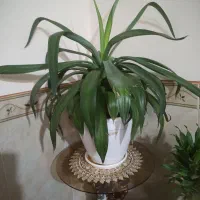 گل طبیعی|گل و گیاه طبیعی|کرمانشاه, |دیوار