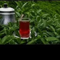 خودم تولید کننده هستم تولیدی کوچیک چایی دارم
