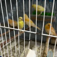 ۱۰ عدد جوجه قناری قددار