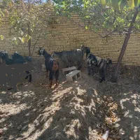 بز/میش/بره/کره