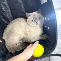 بریتیش بلوپوینت یکساله ماده