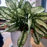 گل طبیعی با گلدان سرامیکی سفید|گل و گیاه طبیعی|تهران, حکیمیه|دیوار