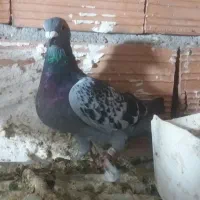 کبوتر جوان