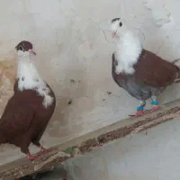 کفتر کلاغ کرواتی طوقی سرخ سار هفت رنگ ساده کاکلی|پرنده|مشهد, طبرسی شمالی|دیوار