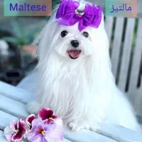 واگذاری توله مالتز اصیل