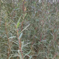 شمشک درجه یک|صنایع دستی و سایر لوازم تزئینی|کن, |دیوار