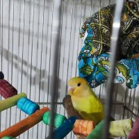 طوطی برزیلی|پرنده|بومهن, |دیوار