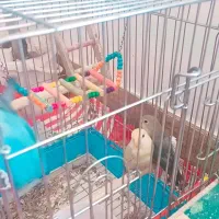 کوتوله برزیلی دستی