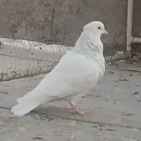 طوقی ابی|پرنده|قم, نیروگاه|دیوار