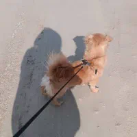 فروش سگ اشپیز