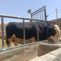 گوساله سیمینتال قربانی