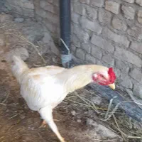 سلام خروس سفید لاری نژاد فونیکس به فروش میرسد