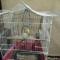 عروس هلندی مولد