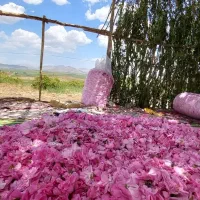 فروش گل محمدی