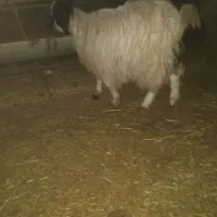 بزغاله و بره|حیوانات مزرعه|کبودرآهنگ, |دیوار