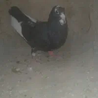 فروش کفتر پلنگ