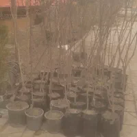 فروش نهال|خدمات باغبانی و درختکاری|محمدشهر, شهرک پیام (مهرالبرز)|دیوار