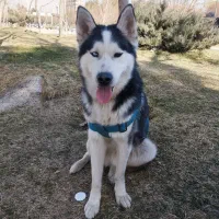 سگ هاسکی گمشده