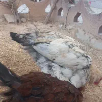 مرغ و خروس|حیوانات مزرعه|اصفهان, دستگرده|دیوار
