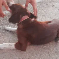 توله سگ دنبالانی حرفی واکسن خورده|سگ|گلی داغ, |دیوار