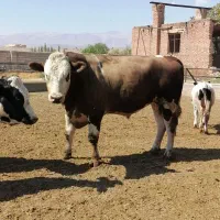 نگهبانی در گاوداری
