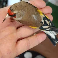 سهره ماده بهاره داغسر