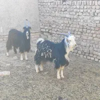 بزغاله نربزی خوشگل|حیوانات مزرعه|جوادآباد, |دیوار