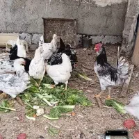 گلین اصل|حیوانات مزرعه|مشکین‌دشت, |دیوار