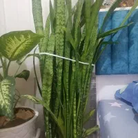 گل سانسوریا