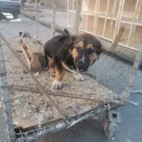 سگ پیدا کردم|حیوانات|گنبد کاووس, |دیوار