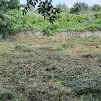 علف زنی|خدمات باغبانی و درختکاری|کومله, |دیوار