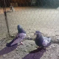 کبوتر|پرنده|تربت‌حیدریه, پائین ولایت|دیوار