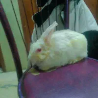 خرگوش پشمالو