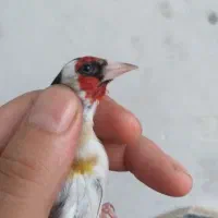 سهره مست صدا بلند