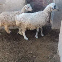 ۶ راس میش وبره