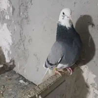 فروش کبوتر همه پرشی