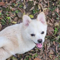 دوعدد سگ پامرانین سفید خرسی عسلی روباهی