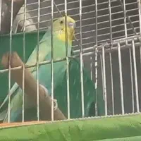۴عدد قفس با لوازم و یک جفت مرغ عشق خاص|لوازم جانبی حیوانات|تهران, والفجر (افسریه)|دیوار