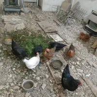 مرغ تخمگذار محلی