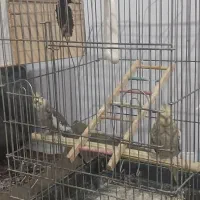 باسلام دوجفت عروس هلندی مولد 3تاجوجه دنخور|پرنده|شهریار, دهشاد پائین|دیوار