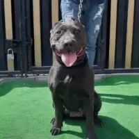 پیتبول نژاد خالص