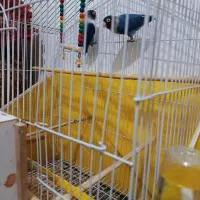 طوطی.کوتوله|پرنده|زبرخان, |دیوار