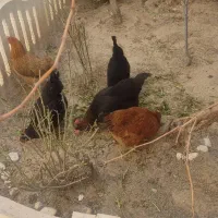 ۶ عددفروش فوری مرغ تخم گزار