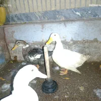 اردک بالغ و بزرگ|حیوانات مزرعه|شاهینشهر, سعدی شمالی|دیوار