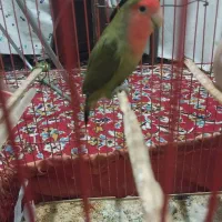 یک جفت کوتوله سالم بدون قفس داده میشود|پرنده|زابل, |دیوار