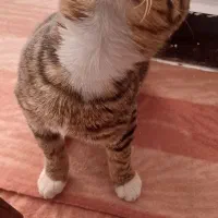 بچه گربه خانگی رایگان