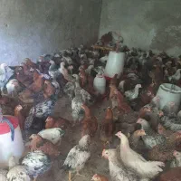 جوجه|حیوانات مزرعه|دهدشت, |دیوار