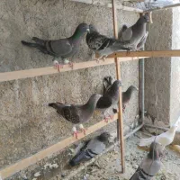 زاجر و آبادانی پشدار اصفهانی