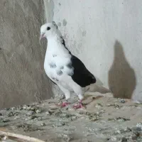 کفتر ماده
