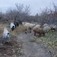۴کاور آبستن و۶ بزآبستن ۳عدد زاییده بفروش می رسد